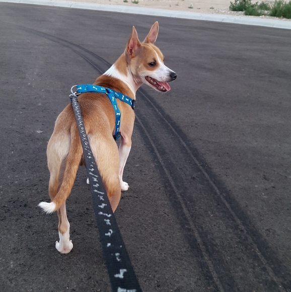 Meet your Posher, Natalie - Picture 3 of 4